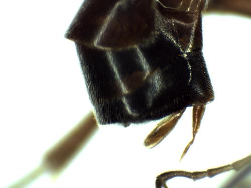 Réf. 298 553 : Hadrodactylus sp.